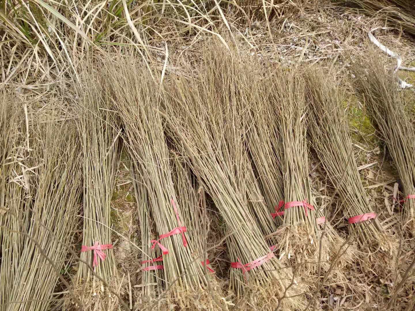 優(yōu)質(zhì)樸樹小苗，樸樹基地，樸樹小苗批發(fā)，特價(jià)樸樹小苗，江西當(dāng)年樸樹小苗。