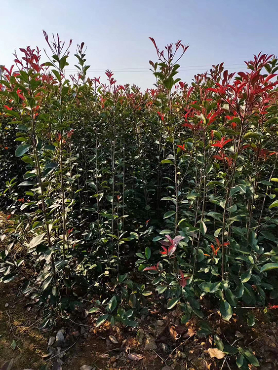 福州大量批發(fā)紅葉女貞基地_紅葉石楠價格