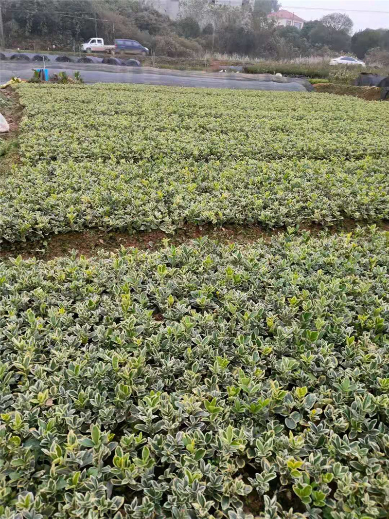 長沙金邊黃楊杯苗批發(fā)基地 金邊黃楊小苗價(jià)格