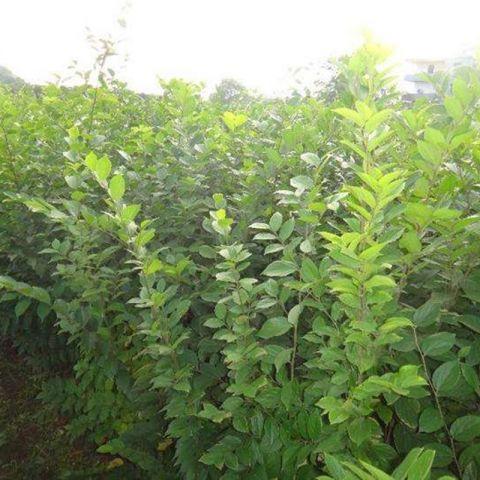 綠化小苗基地直銷綠化苗木 樸樹(shù)小苗 江西樸樹(shù) 江西樸樹(shù)基地批發(fā)