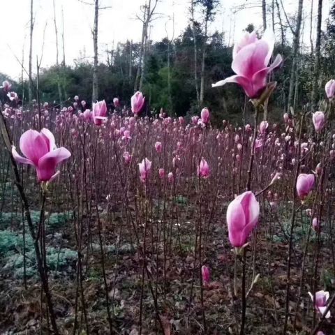 基地直銷 紫玉蘭 紫玉蘭小苗批發(fā)價(jià)格 江西紫玉蘭基地