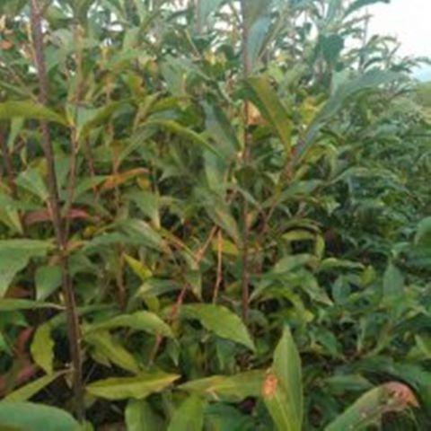 杜英小苗_杜英樹(shù)價(jià)格-杜英樹(shù)批發(fā)-德安縣高塘成勝苗木基地 杜英樹(shù)苗