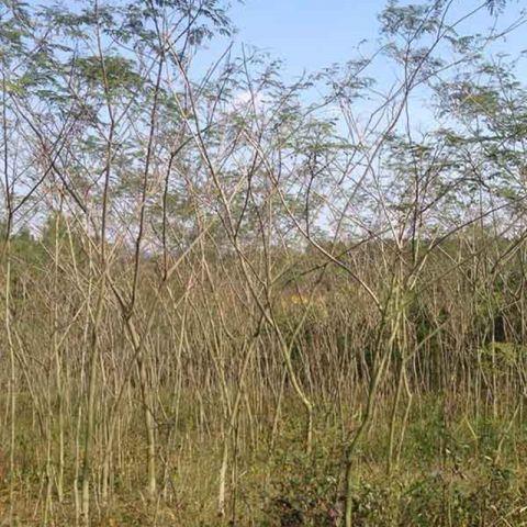 合歡樹小苗_合歡樹價(jià)格_批發(fā) 3-15公分合歡批發(fā) 合歡小樹苗 小合歡樹苗