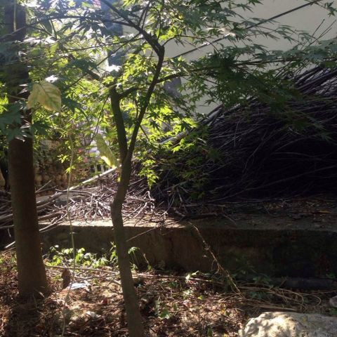 雞爪槭樹(shù)小苗-雞爪槭樹(shù)價(jià)格_雞爪槭樹(shù)批發(fā)