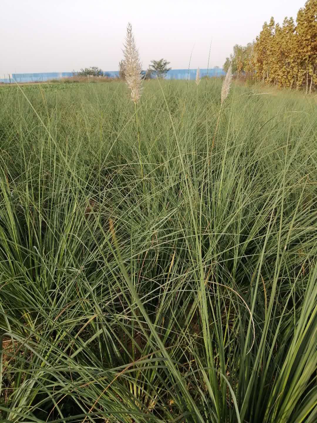 陜西批發(fā)綠化矮蒲葦價格 大量批發(fā)觀賞草種植基地