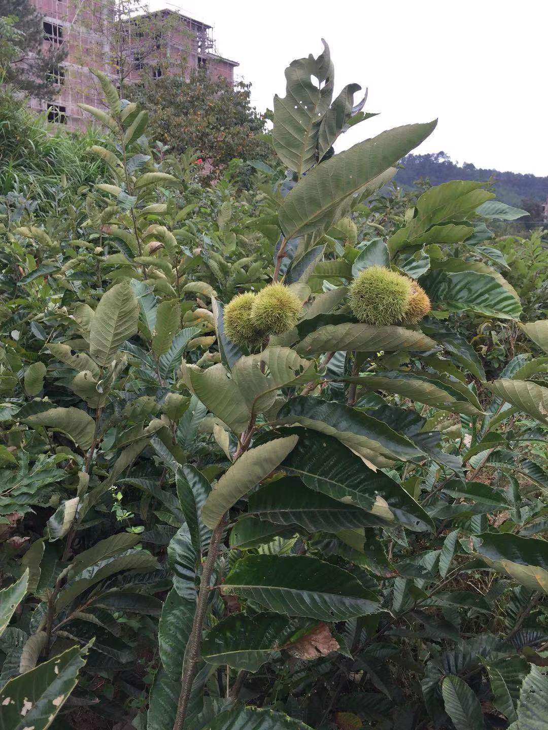 福建板栗苗批發(fā)、產(chǎn)地*、價(jià)錢(qián)、供應(yīng)商【寧都建盛苗圃】