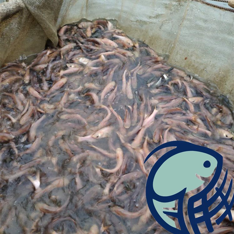 中山大頭魚批發(fā)價(jià)格、供應(yīng)電話、一條多少錢【廣州明豐水產(chǎn)有限公司】