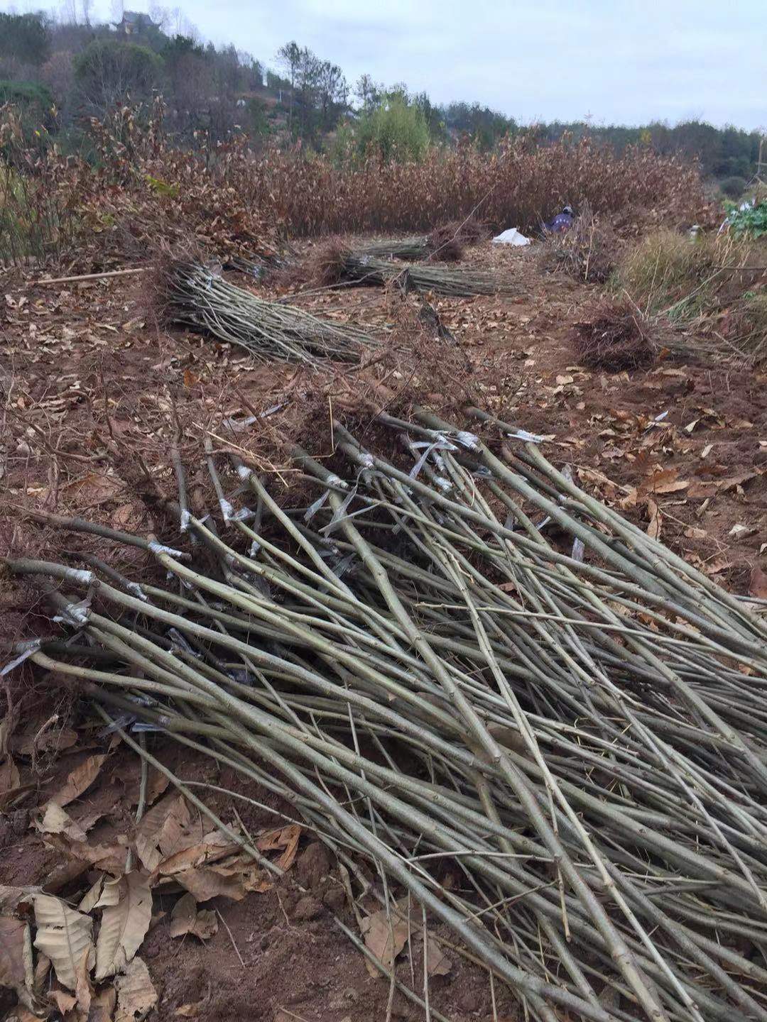 福建板栗苗批發(fā)、產(chǎn)地*、價(jià)錢(qián)、供應(yīng)商【寧都建盛苗圃】