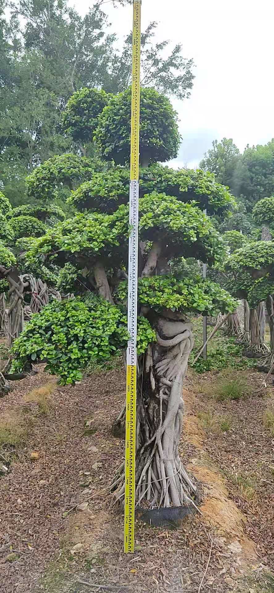 石頭根報價 石頭根哪里好