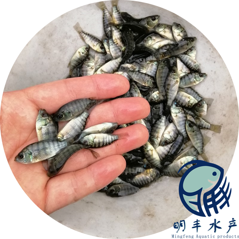 畝產(chǎn)量過萬羅飛魚苗批發(fā) 閩侯縣優(yōu)良水產(chǎn)出售 效益好【廣州明豐水產(chǎn)有限公司】