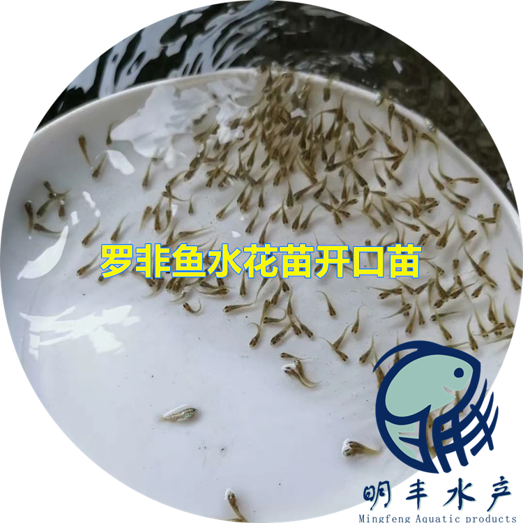 畝產(chǎn)量過萬羅飛魚苗批發(fā) 閩侯縣優(yōu)良水產(chǎn)出售 效益好【廣州明豐水產(chǎn)有限公司】