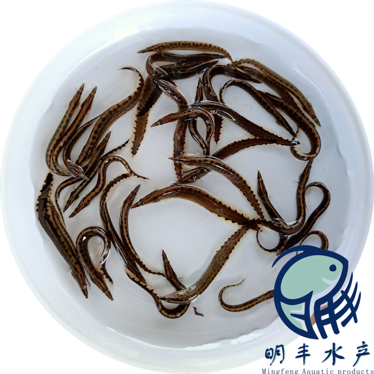 找蘇州刺鰍魚苗批發(fā)價格 塘頭鮮活發(fā)貨 淡水供應(yīng)【廣州明豐水產(chǎn)有限公司】