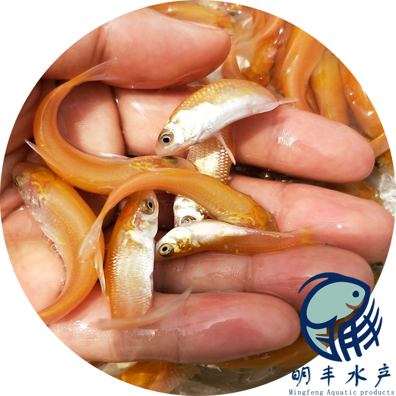 批發(fā)草魚苗 淡水皖魚苗長(zhǎng)勢(shì)良好陸空發(fā)貨 廣水市金草皖魚苗