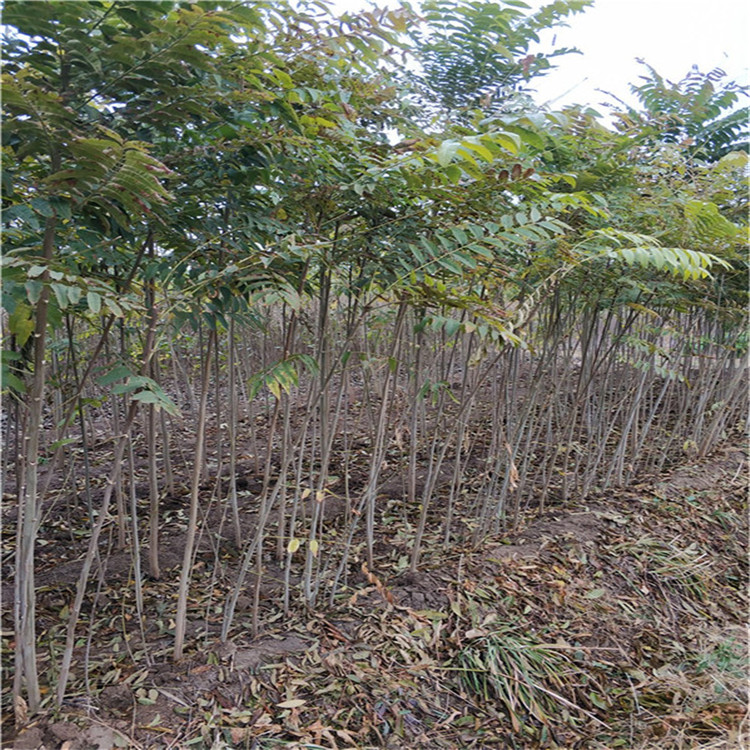 山東 1公分香椿樹基地哪里有2公分香椿樹苗