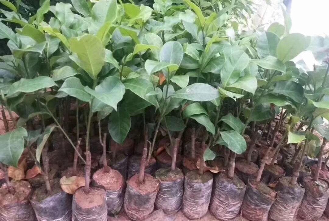 榴蓮蜜果苗批發(fā)價格  榴蓮蜜果苗供應(yīng)商