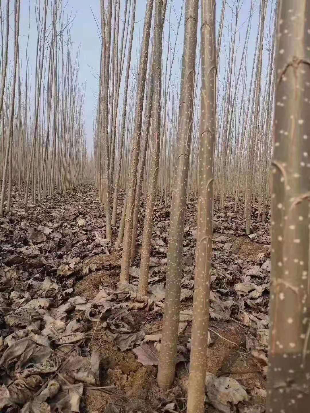 合肥楊樹(shù)苗；107楊樹(shù)苗