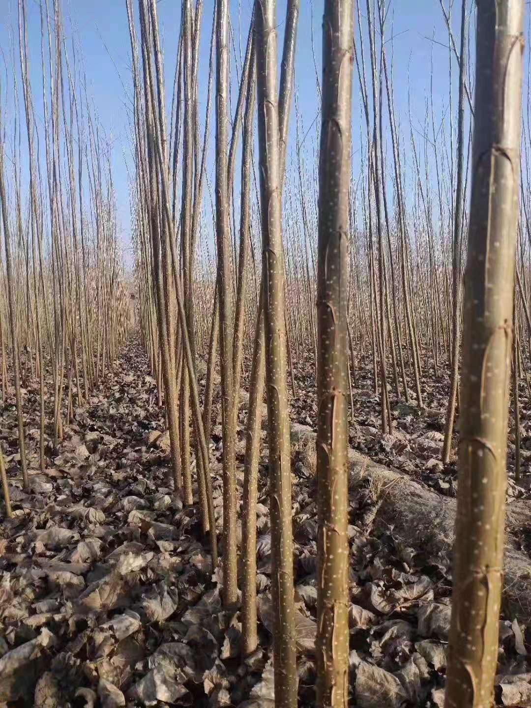 湖北楊樹苗；107 楊樹苗；白楊苗 楊樹苗；107楊樹苗 107楊樹苗；無絮楊