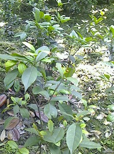 四川成都 供應(yīng)綠化灌木 四季桂籠子 (佛頂珠桂花) 日香桂