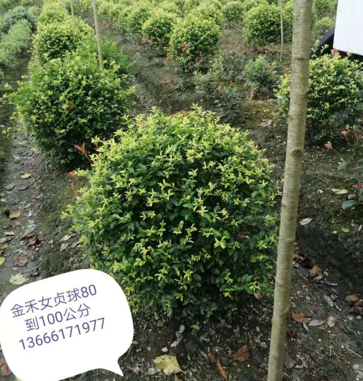 （金禾女貞球）四川成都溫江（自產(chǎn)自銷）各種規(guī)格金禾女貞球