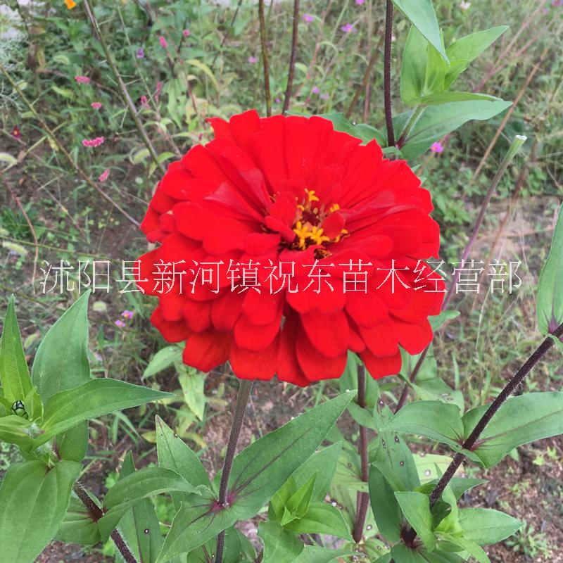 高桿 波斯菊混色中桿矮桿江蘇顏軻種業(yè)供應(yīng)草花草坪林木種子小苗圖片價(jià)格報(bào)價(jià)