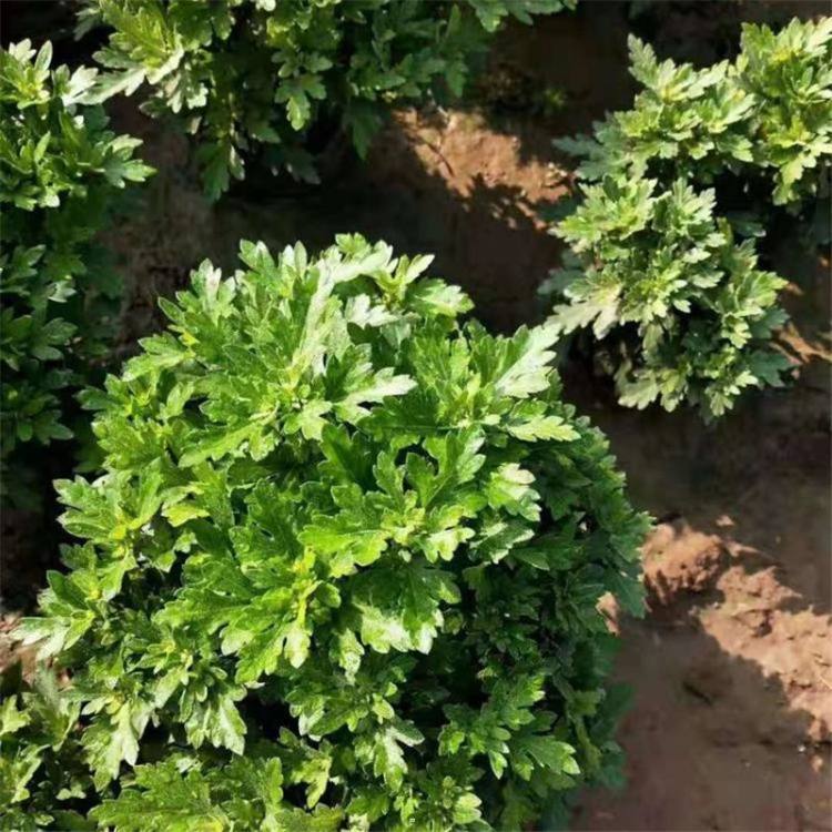 河北國慶菊種植基地、基地直銷、批發(fā)、價格【青州市征途花卉苗木有限公司】