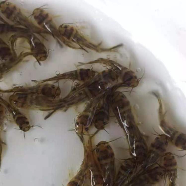 廣東淡水黃骨魚(yú)苗漁場(chǎng)*、批發(fā)、價(jià)錢(qián)、供貨商【廣州明豐水產(chǎn)有限公司】