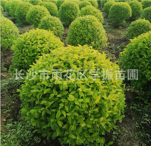 金冠女貞球  金冠女貞球供應(yīng) 金冠女貞球價(jià)格  金冠女貞球基地 金冠女貞球哪里有 金冠女貞球批發(fā)