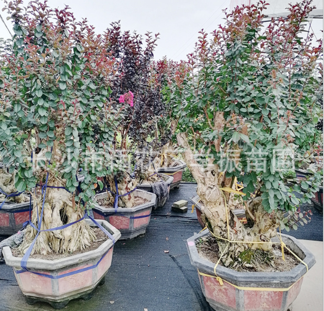 紫薇樁 紫薇樁價格 紫薇樁供應(yīng) 紫薇樁批發(fā) 紫薇樹樁 紫薇樹樁 園林綠化紫薇盆景