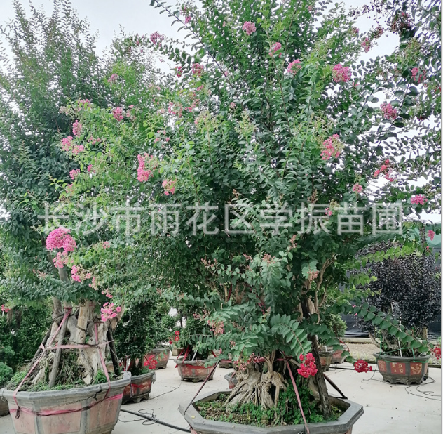 紫薇樁 紫薇樁價格 紫薇樁供應(yīng) 紫薇樁批發(fā) 紫薇樹樁 紫薇樹樁 園林綠化紫薇盆景