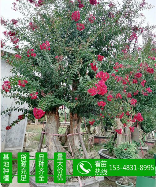 紫薇樁 紫薇樁價格 紫薇樁供應(yīng) 紫薇樁批發(fā) 紫薇樹樁 紫薇樹樁 園林綠化紫薇盆景