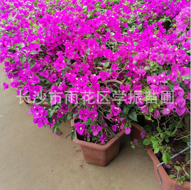 三角梅盆栽 三角梅盆栽供應(yīng) 三角梅盆栽廠家 三角梅盆栽種植 三角梅盆栽供應(yīng) 三角梅盆栽哪里有