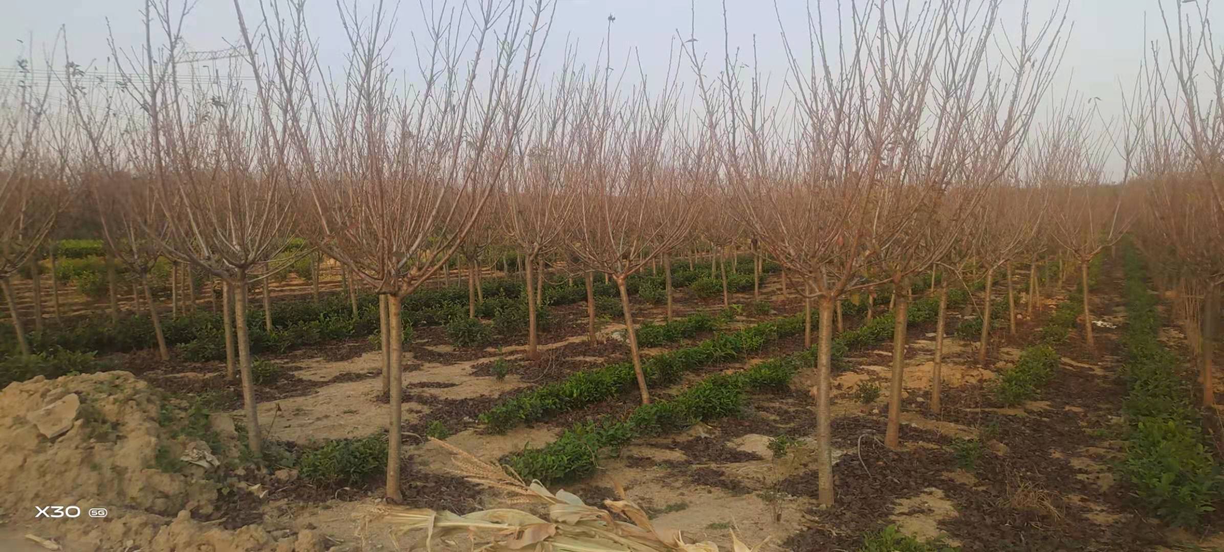紅菲乙櫻花廠家  紅菲乙櫻花哪里好