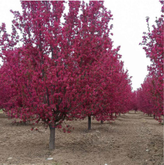 北美海棠 北美海棠供應(yīng) 北美海棠價格 北美海棠種植 北美海棠批發(fā) 北美海棠哪里有 西府海棠