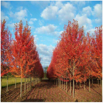 紅楓 紅楓供應(yīng) 美國紅楓 紅楓行道樹 紅楓價格 紅楓直銷 紅楓種植