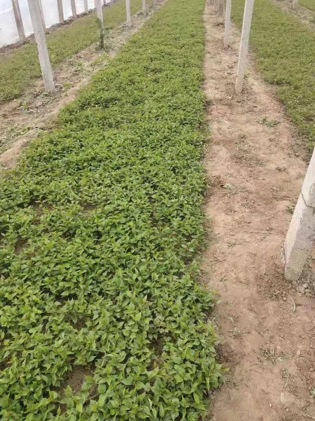 日本速生早櫻小苗哪里好  日本速生早櫻小苗價(jià)格