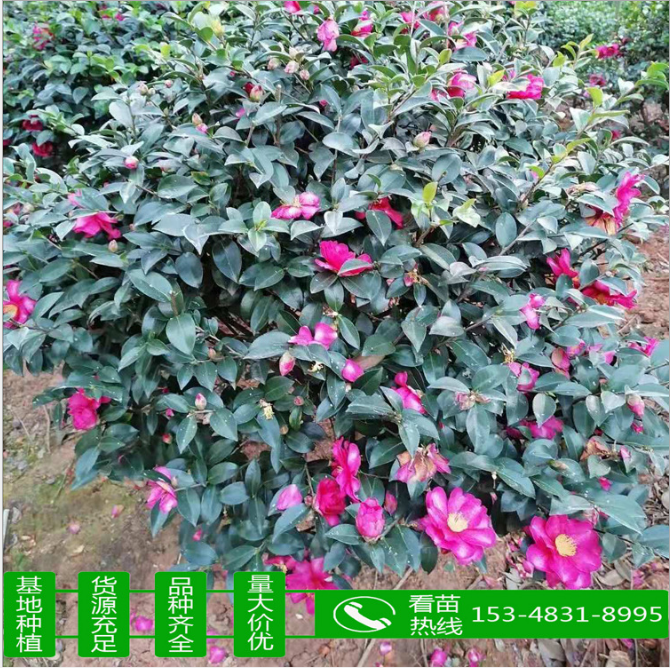 茶梅球 茶梅球種植 茶梅球價格 茶梅球直銷 茶梅球批發(fā) 茶梅球哪里有