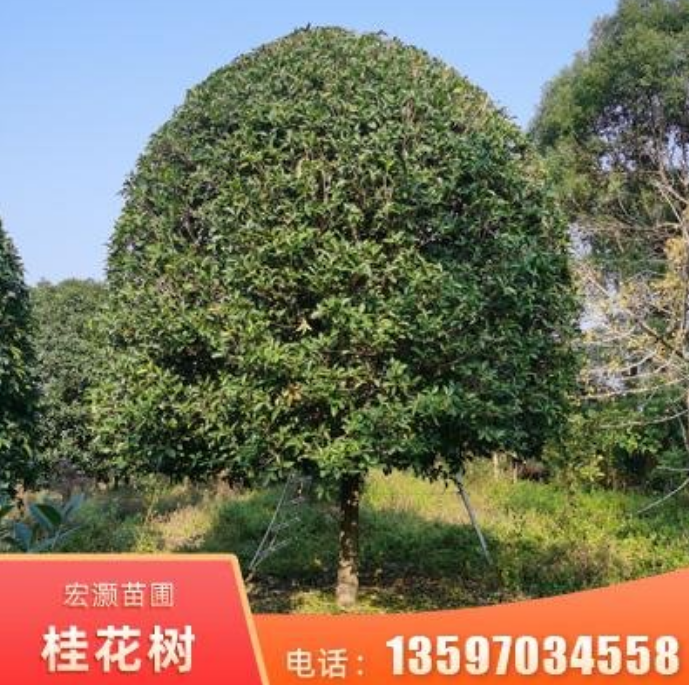 供應(yīng)18公分桂花樹 現(xiàn)貨庭院綠化桂花樹 桂林桂花樹批發(fā)