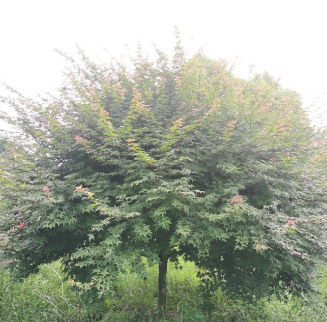 廣西紅楓-價(jià)格-哪家好-報(bào)價(jià) 廣西紅楓樹 廣西紅楓苗