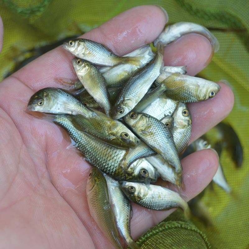 成都鯉魚苗市場行情養(yǎng)殖利潤好商家包郵【廣州明豐水產(chǎn)有限公司】