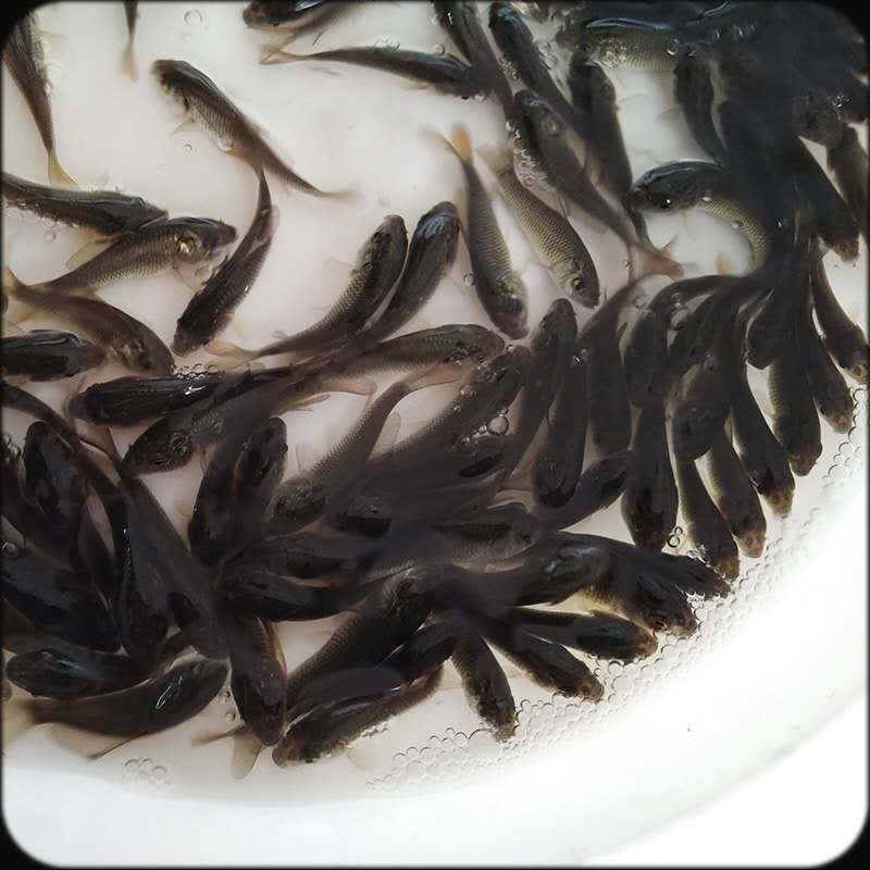 高州鯉魚苗大量批發(fā)-長勢(shì)良好-品質(zhì)可靠-*品種【廣州明豐水產(chǎn)有限公司】