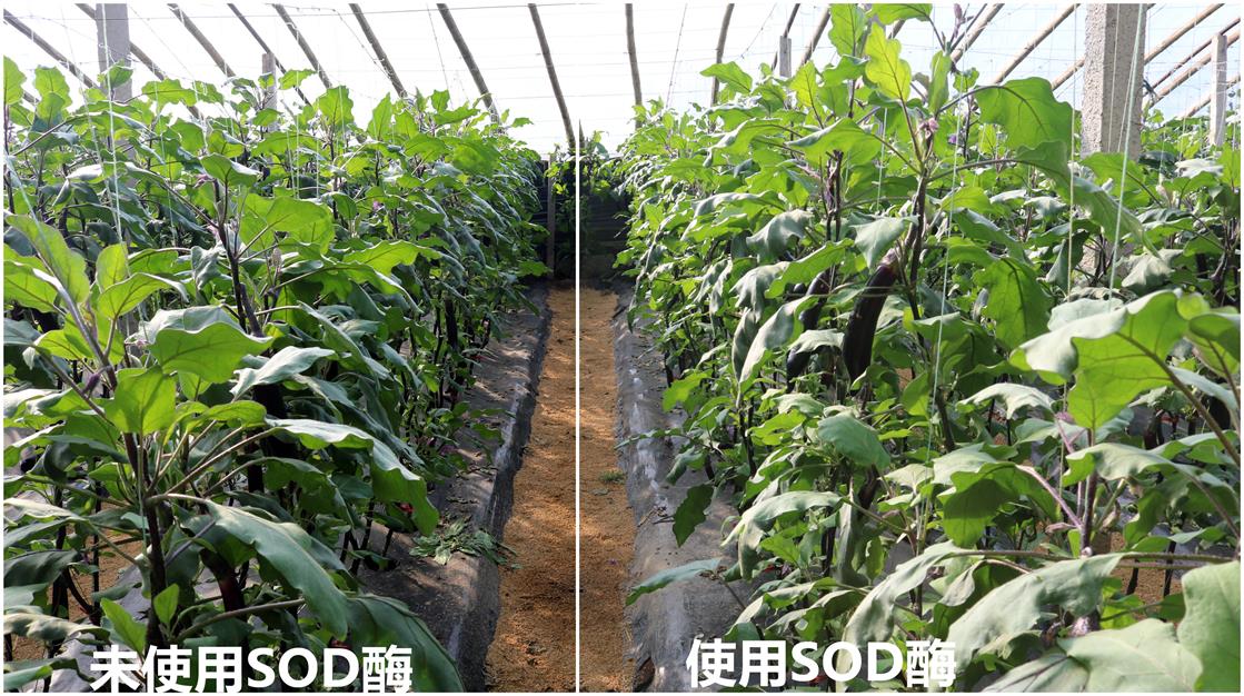 SOD酶綠興SOD酶生物酶酵素