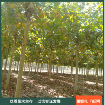 8公分法桐樹苗 8公分法桐樹苗供應(yīng) 8公分法桐樹苗價(jià)格 8公分法桐樹苗種植 8公分法桐樹苗直銷 速生法桐樹苗