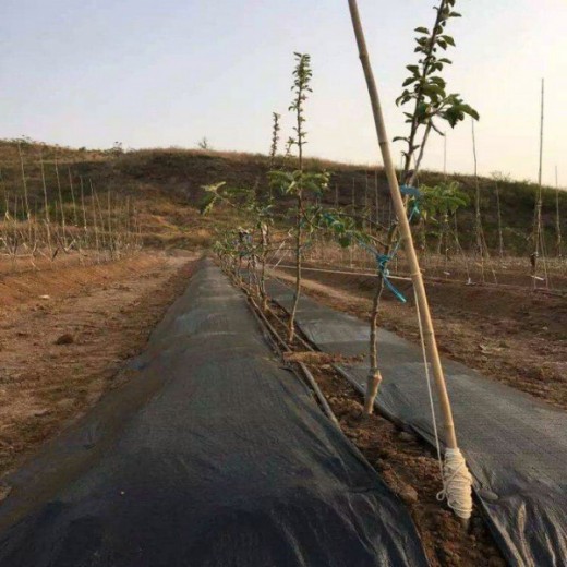 園藝地布多少錢一平方