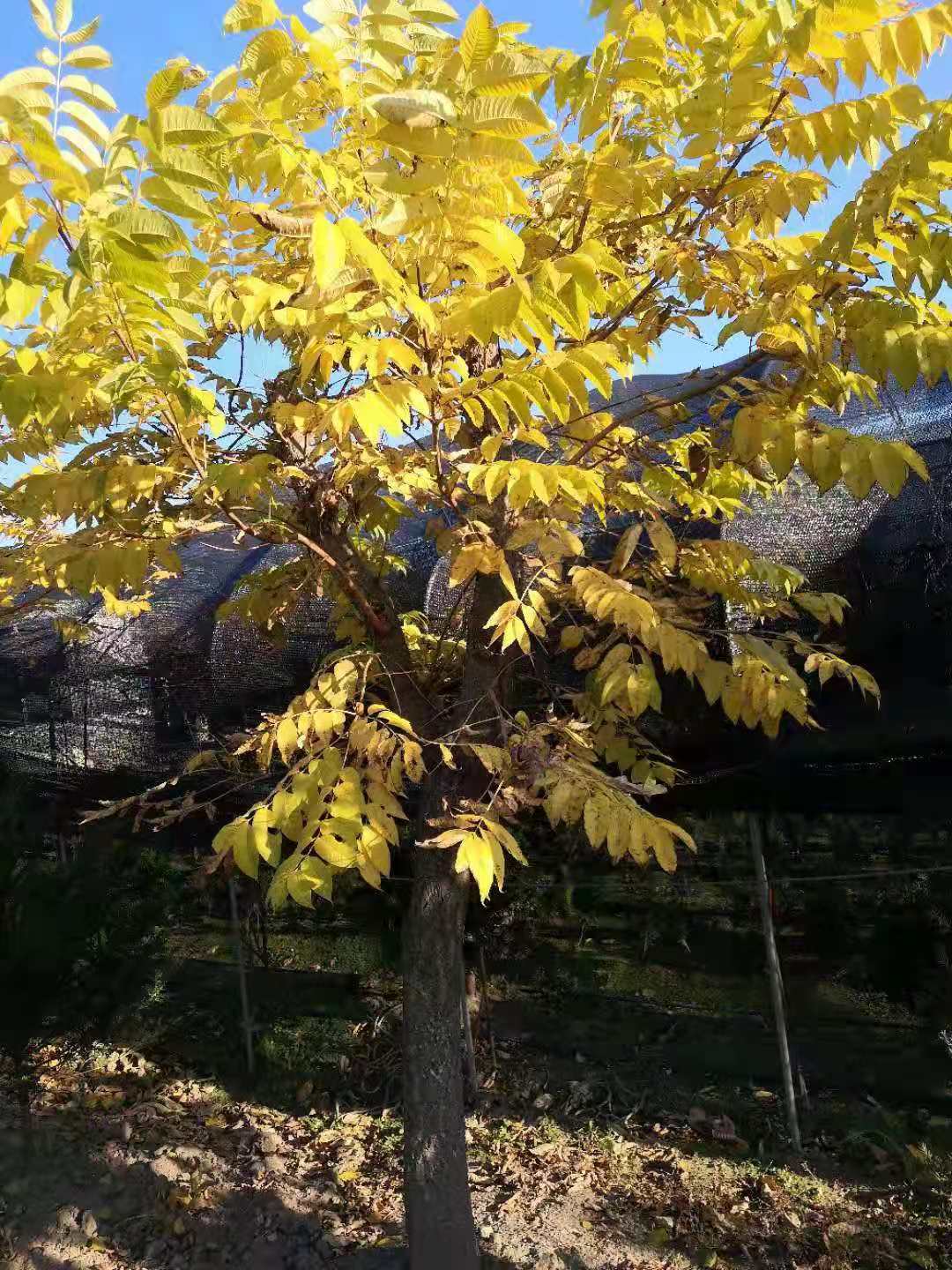 黃菠蘿批發(fā)價格 黃菠蘿供應廠家 黃菠蘿報價