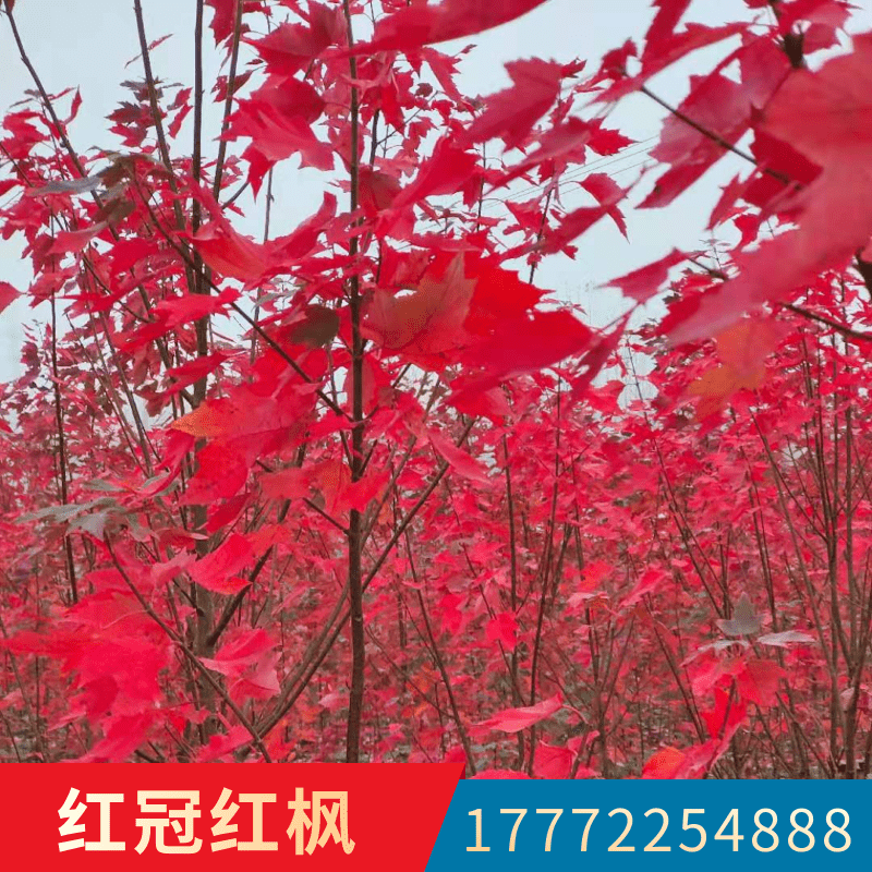 江蘇紅楓苗木直銷,淮安區(qū)紅冠紅楓種植基地
