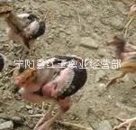 山西越南斗雞報(bào)價(jià)農(nóng)家散養(yǎng)*銷售價(jià)格