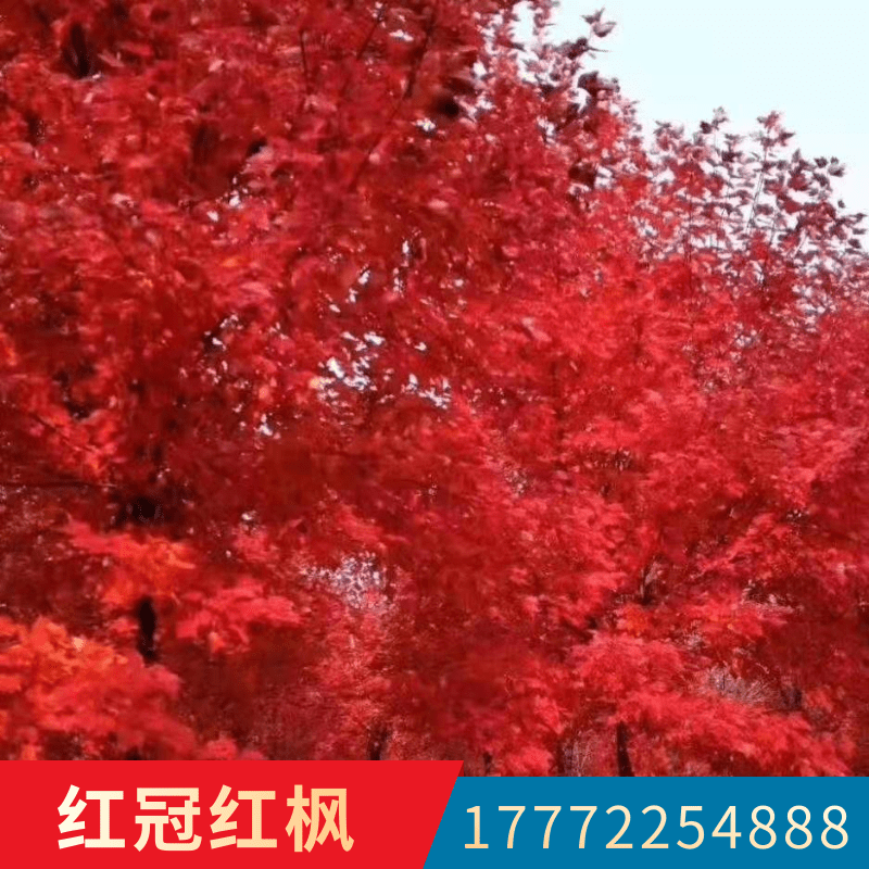 江蘇紅冠樹苗基地,銅山區(qū)紅楓苗圃基地直銷