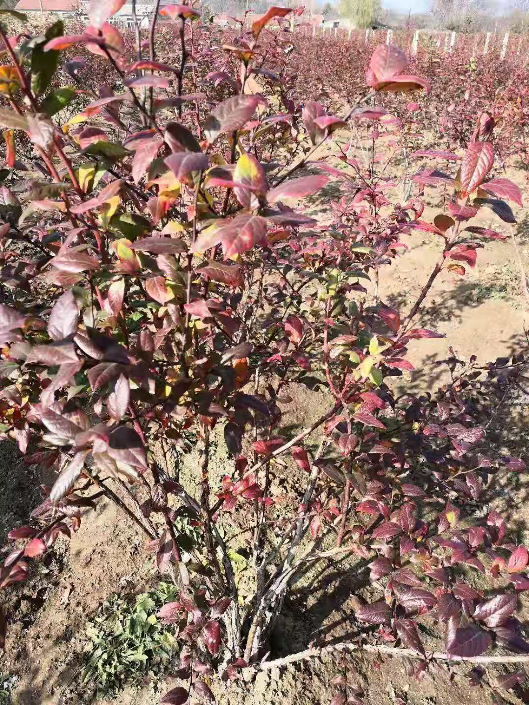 藍(lán)莓樹廠家 藍(lán)莓樹基地批發(fā) 藍(lán)莓樹基地供應(yīng)