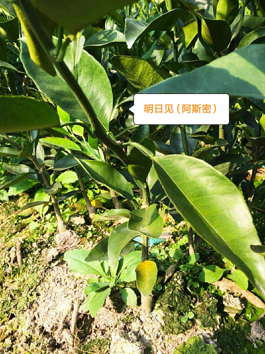 柑桔苗明日見(jiàn)