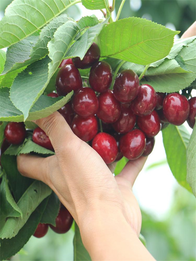 山東大量批發(fā)車厘子櫻桃樹苗基地 銷售價格